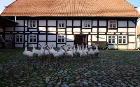 Stado gęsi na brukowanym dziedzińcu przed zabytkowym budynkiem w Swołowo skansen.