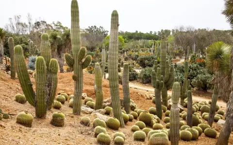 Un jardin luxuriant de cactus exterieur resistant au gel, avec des spécimens imposants et des coussins de petites boules épineuses sur le sol sablonneux.