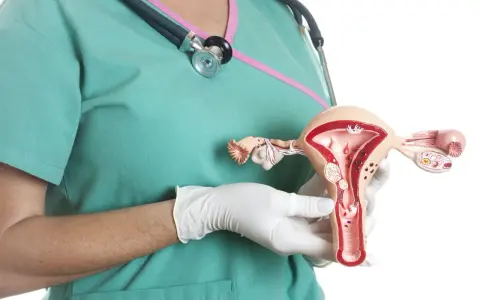 Model macicy z widocznymi mięśniakami. Lekarz w rękawiczkach pokazuje anatomiczny model, ilustrujący problem mięśniaków macicy.