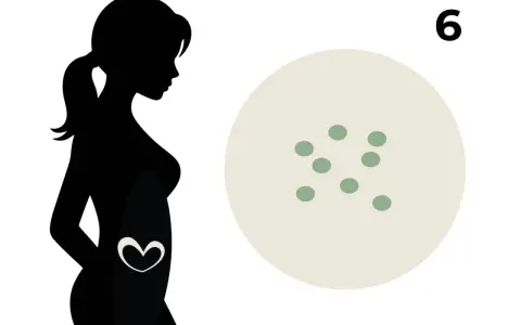 Silhouette einer schwangeren Frau mit einem Herzsymbol im Bauch. Daneben eine runde Fläche mit der Zahl 6 und mehreren kleinen grünen Punkten, die eine Schwangerschaft in der 6. SSW symbolisieren.