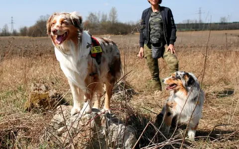 Dwa psy rasy australian shepherd, jeden rudy, drugi niebieski, stoją na łące obok kobiety w moro.