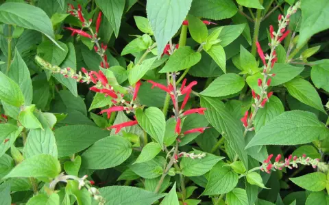 Des tiges de sauge ananas aux fleurs rouges vives se dressent au milieu de feuilles vertes luxuriantes.