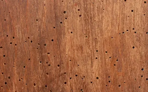 Superficie de madera con múltiples agujeros, evidencia de un animal que come madera.