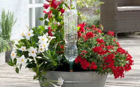 En kruka med vita och röda blommor, med en petflaska som bevattning.