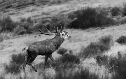 Un cerf majestueux en France, la tête levée et la gueule ouverte, brait dans un paysage de landes.