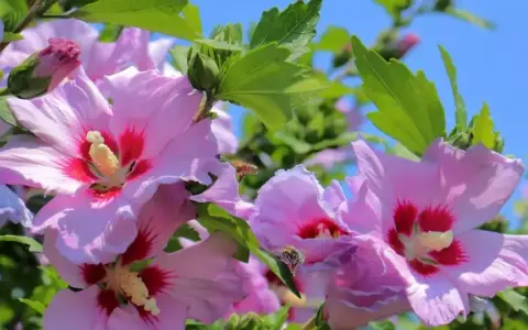 Kiedy sadzić hibiskusa ogrodowego, aby uniknąć niepowodzeń w uprawie?