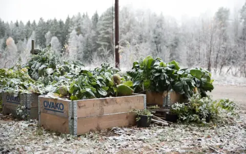 Gröna bladgrönsaker, som svartkål, växer i träkragar utomhus. Marken är täckt av snö och höstlöv.