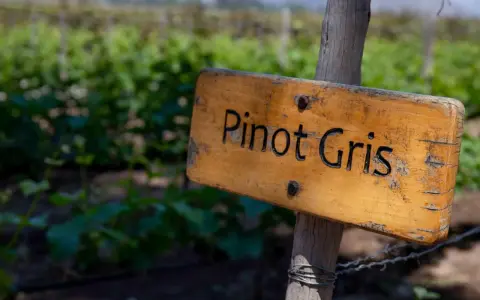 Drewniana tabliczka z napisem "Pinot Gris" na tle winnicy. Prawidłowa pinot grigio wymowa jest kluczem do docenienia tego wina.
