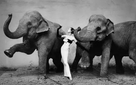 A woman in a gown poses between two elephants, a scene from one of fashion's most famous photographs.