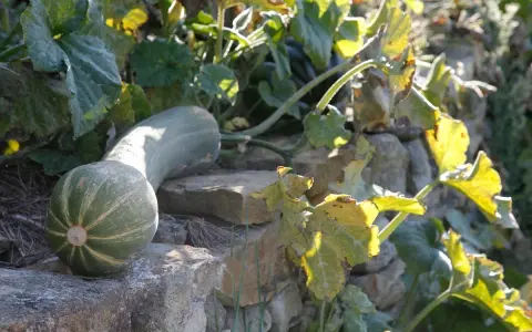 Une courge longue verte, aux rayures claires, repose sur des pierres. Ses feuilles jaunies s'étendent au soleil.