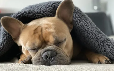 Słodki buldog francuski śpi pod szarym kocykiem. Jego przytulne legowisko dla buldoga francuskiego zapewnia mu komfortowy sen.