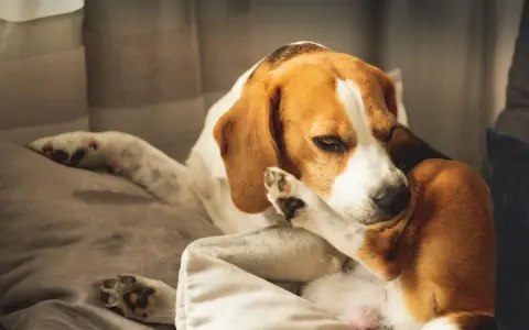 Un beagle se rasca la cara con la pata, quizás por culpa de unas chinches.
