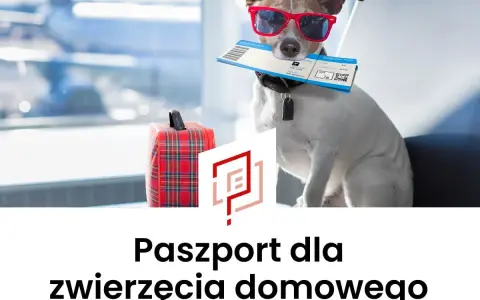 Pies w okularach przeciwsłonecznych trzyma bilet lotniczy. Obok walizka. To jego paszport dla zwierzęcia domowego na podróż.