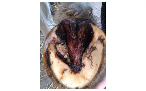 Sabot de cheval affecté par un crapaud, montrant une nécrose et une inflammation.