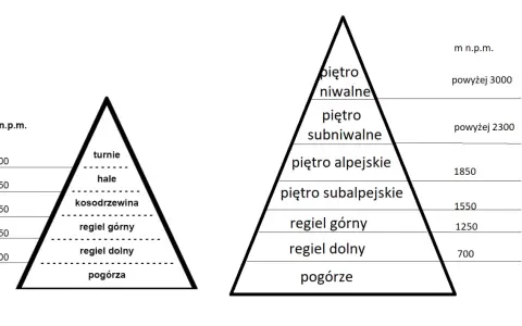 Schemat przedstawia piętra roślinności w Tatrach, od pogórza po piętro niwalne, z podziałem na strefy wysokościowe.