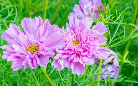 Zwei zarte, rosafarbene Cosmea-Blüten mit gelben Zentren, umgeben von feinem grünen Laub. Diese Cosmea ist winterhart und trotzt der Kälte.