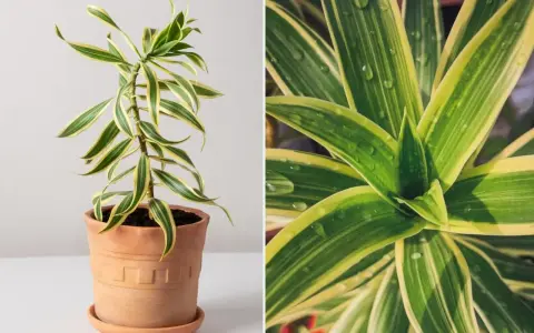 Dracena odwrócona w terakotowej doniczce, z bliska widać jej zielono-żółte liście z kroplami wody.