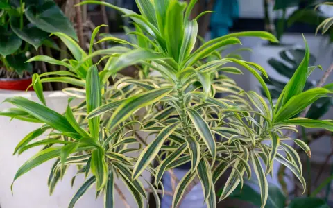Planta dracaena con hojas verdes y amarillas, un toque tropical en tu hogar.
