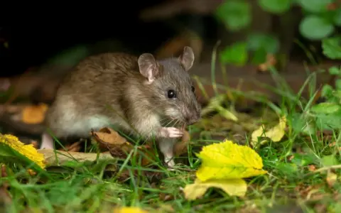 Un rat brun se cache dans l'herbe et les feuilles mortes. Apprenez comment se débarrasser des rats pour protéger votre jardin.