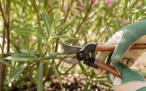 Maintenant, la taille du laurier rose en pot pour une belle floraison. Des mains gantées utilisent un sécateur pour tailler une branche.