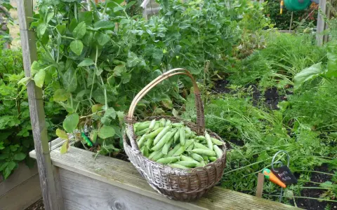 Un panier débordant de petits pois frais, prêt pour la récolte. Une belle illustration de comment planter des petits pois pour un jardin productif.