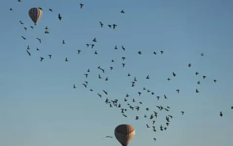Dwa balony na gorące powietrze i stado ptaków na tle błękitnego nieba.