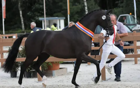 Un magnifique étalon CCE noir, portant une cocarde tricolore, est présenté par son handler.