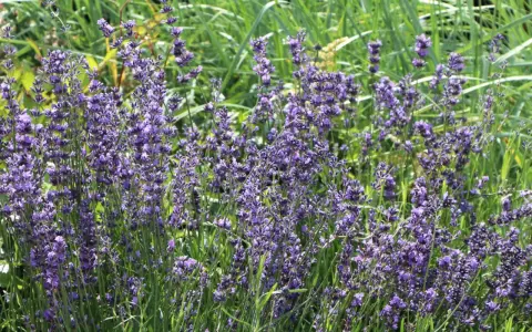 Ein sonniger lavendel standort mit vielen violetten Blüten und grünem Gras im Hintergrund.