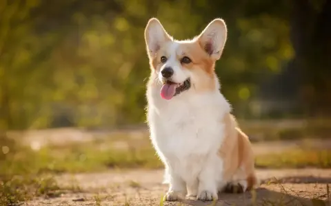 En glad corgi pembroke sitter i solskenet med tungan ute.