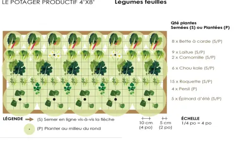 Plan de potager productif avec légumes feuilles : bette, laitue, chou kale, roquette, persil, épinard. Idéal pour la rotation culture potager.