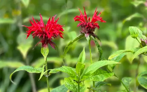 Two vibrant red bee balm flowers bloom in summer, their spiky petals reaching towards the sun.