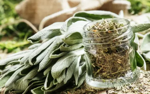 Un bouquet de feuilles de sauge officinale fraîche à côté d'un bocal rempli de sauge séchée. Les bienfaits de la sauge officinale sont nombreux.