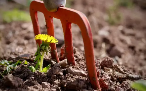 Pomarańczowe zęby wideł ogrodowych stoją obok kwitnącego mniszka lekarskiego. To domowy sposób na chwasty, zanim zdążą się rozprzestrzenić.