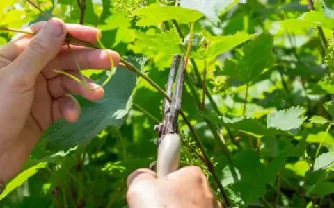 Jaki nawóz pod winogrona? Kluczowe składniki dla obfitych plonów