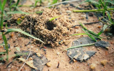 Mrówka, naturalny wróg mrówek, czai się przy wejściu do mrowiska.