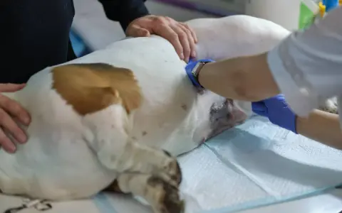 Weterynarz podczas zabiegu, kiedy sterylizacja suki jest już za nią. Pies leży na stole, a lekarz wykonuje ostatnie czynności.