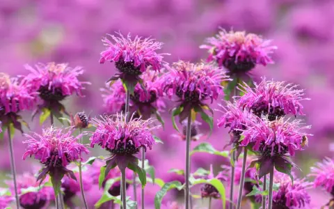 A bee visits a vibrant pink bee balm flower, thriving in the sun. The field of bee balm flowers stretches into a soft purple blur.