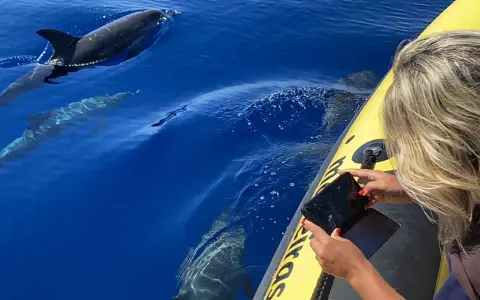 Frau fotografiert Madeira Delfine vom Boot aus. Mehrere Delfine schwimmen im tiefblauen Wasser.