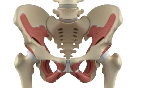 Anatomical model showing the pelvic bones and muscles, including the deep muscles of the pelvic floor, which are crucial for supporting the organs of the pelvis.