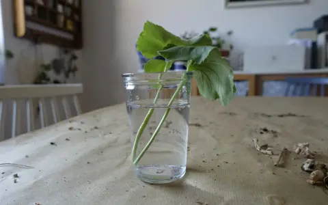 Rozmnażanie pelargonii po zimie: ukorzenianie sadzonek w wodzie. Zielone łodygi z liśćmi w szklance z wodą na stole.