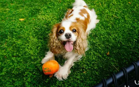 Uśmiechnięty king charles cavalier leży na trawie obok pomarańczowej zabawki w kształcie dyni.