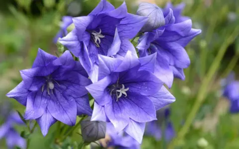 Fleurs bleues en forme d'étoile, parfaites comme fleurs à planter en ce moment pour égayer votre jardin.