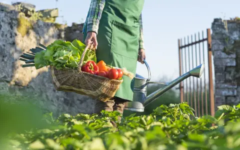 Un contadino porta un cesto di verdure fresche, tra cui lattuga e peperoni, e un annaffiatoio. La scena evoca la bellezza della raccolta di giugno.