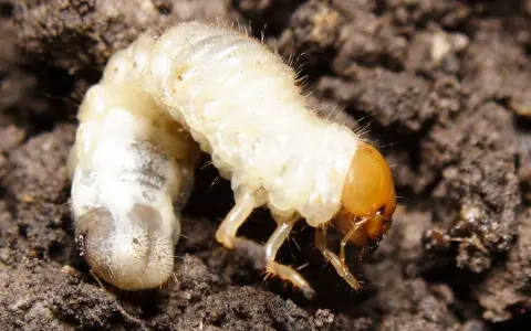 A plump, white larva with a brown head and tiny legs burrows into dark soil.