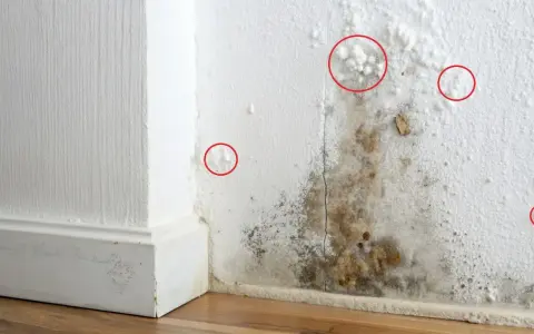 Schimmelbefall an einer weißen Wand, mit roten Kreisen, die kleine weiße Schimmelpunkte markieren.