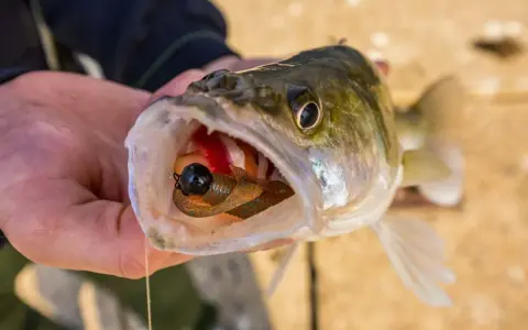 Zander mit einem Gummifisch im Maul, der zeigt, warum diese Köder die besten Gummifische Zander sind.