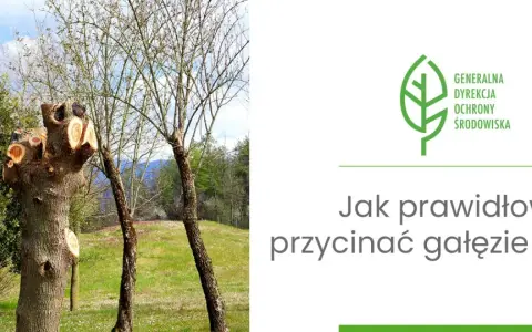 Przycięte pnie drzew i młode drzewka na tle zieleni. Grafika z logo Generalnej Dyrekcji Ochrony Środowiska i pytaniem: "Jak prawidłowo przycinać gałęzie drzew?".