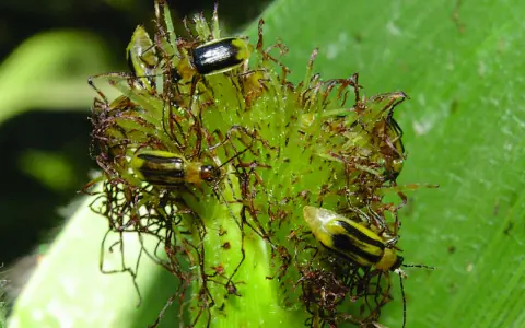 Several corn rootworm beetles are clustered on a green plant part, their yellow and black stripes visible.