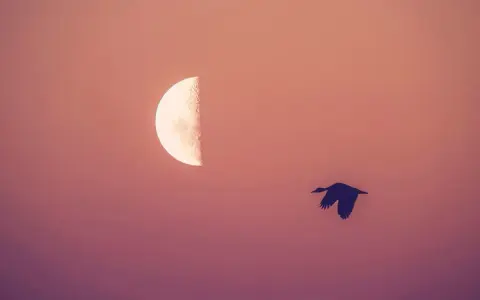 Ptak leci w kierunku trzeciej kwadry księżyca na tle purpurowego nieba.