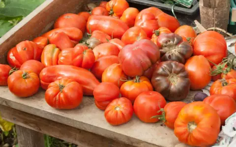 Un assortiment de tomates, certaines de forme allongée, d'autres rondes et côtelées, dont une variété de tomate qui résiste au mildiou.
